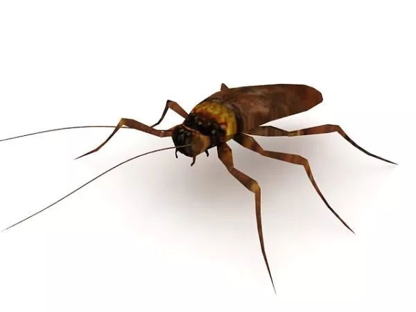 Household Roach Animal 3d model Household Roach Animal 3d model
