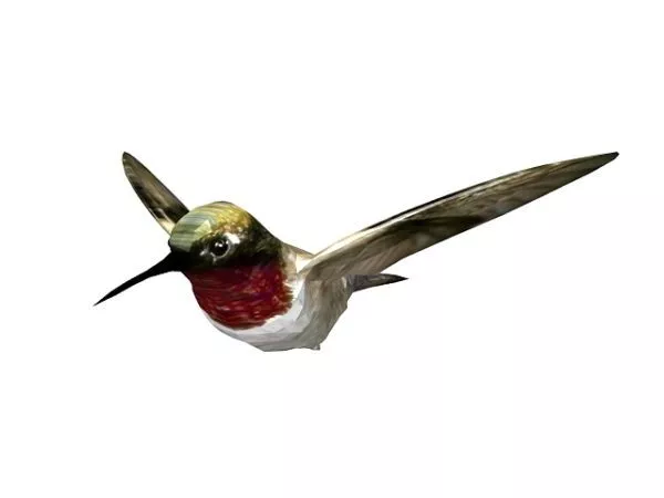 Animal Humbird 3d model Animal Humbird 3d model