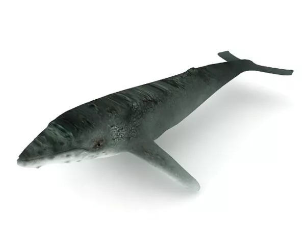 Giant Sea Humpback Whale 3d model