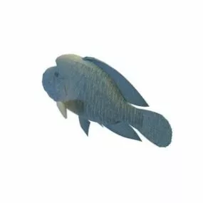 Humphead Wrasse Fish 3d model
