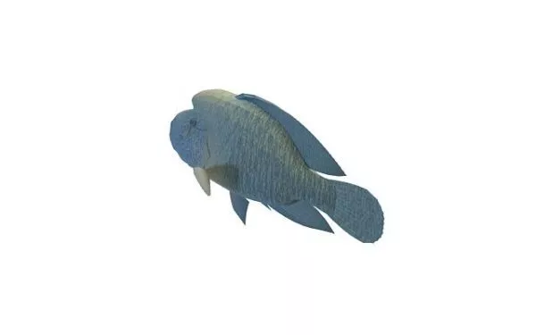 Humphead Wrasse Fish 3d model Humphead Wrasse Fish 3d model