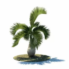 Hyophorbe Lagenicaulis 3d model