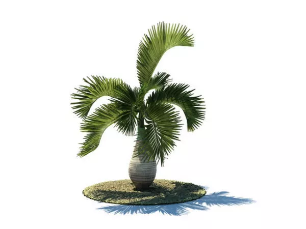 Hyophorbe Lagenicaulis 3d model Hyophorbe Lagenicaulis 3d model