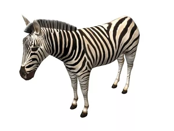 Imperial Zebra Animal 3d model Imperial Zebra Animal 3d model