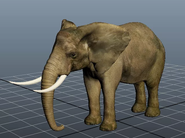 Indian Elephant Animal 3d model Indian Elephant Animal 3d model