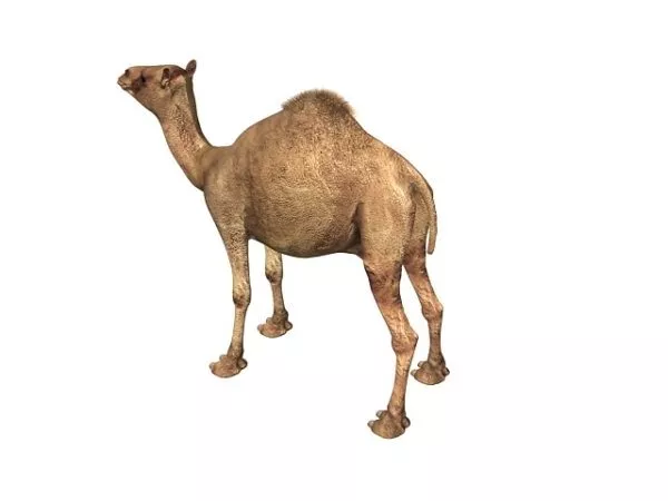Indian Camel Animal 3d model Indian Camel Animal 3d model