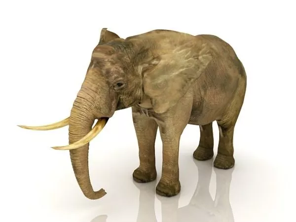 Giant Elephant 3d model
