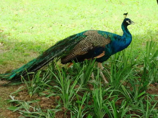 Indian Peafowl Animal Free 3d Model - .Max, .Vray - Open3dModel