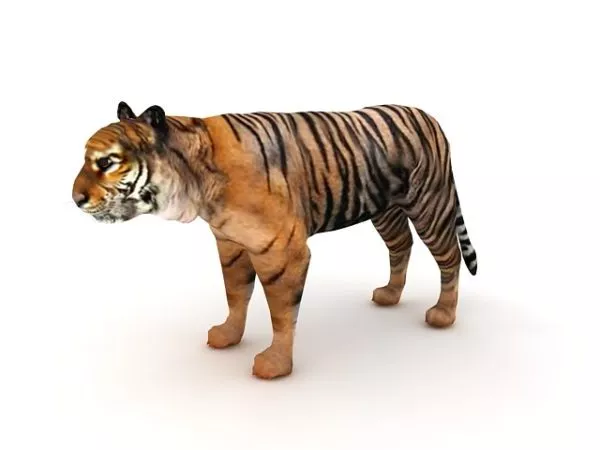 Indian Tiger Animal 3d model Indian Tiger Animal 3d model