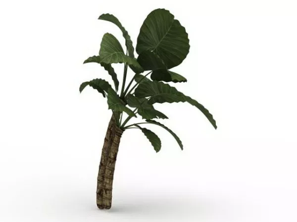 Indoor Corn Plant 3d model Indoor Corn Plant 3d model