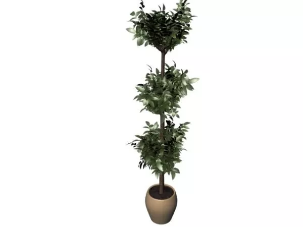 Indoor Decorative Tree 3d model Indoor Decorative Tree 3d model