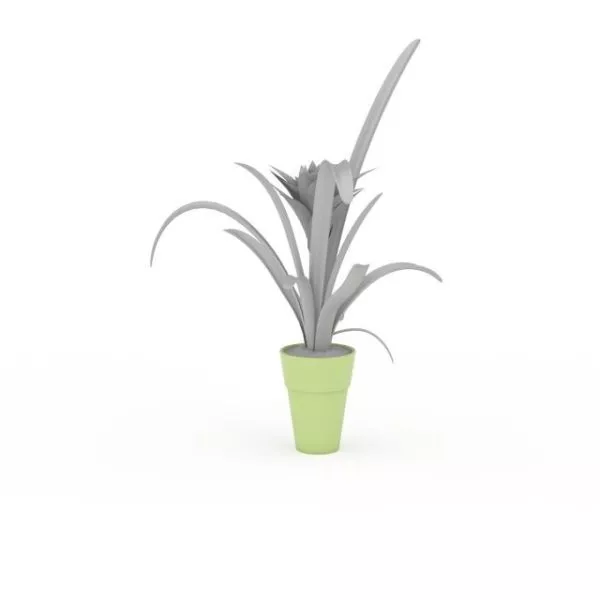 Indoor Plants With Broad Leaves 3d model Indoor Plants With Broad Leaves 3d model