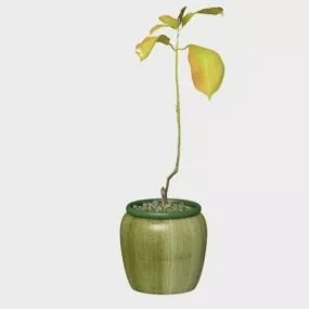 Indoor Potted Plant 3d model