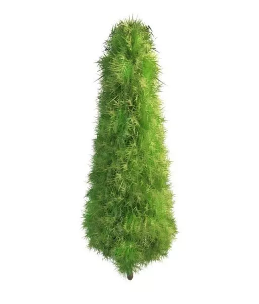 Italian Cypress Tree 3d model Italian Cypress Tree 3d model