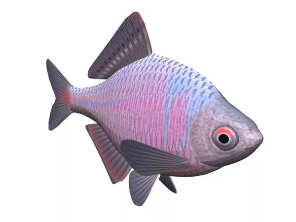 Japanese Bitterling Fish Animal 3d model Japanese Bitterling Fish Animal 3d model