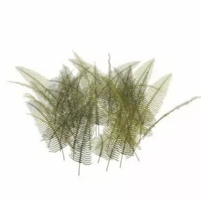 Japanese Holly Fern Plants 3d model