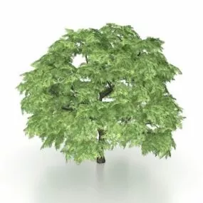 Japanese Maple 3d model