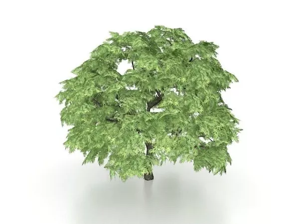 Japanese Maple 3d model Japanese Maple 3d model