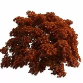 Japanese Maple Tree 3d model