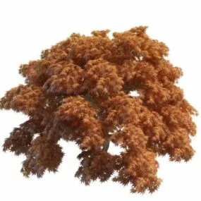Japanese Maple Trees 3d model