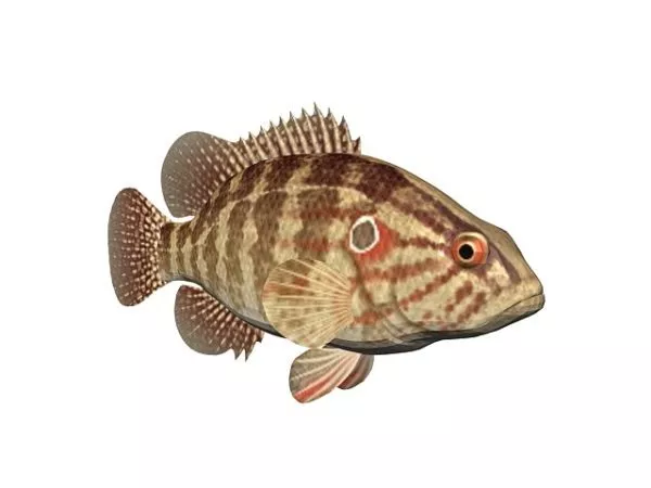 Balloon Puffer Fish 3d model