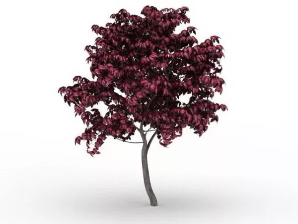 Japanese Red Maple Tree 3d model Japanese Red Maple Tree 3d model