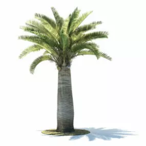 Jubaea Chilensis Tree 3d model