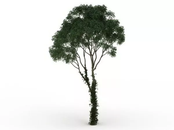 Juniper Tree 3d model Juniper Tree 3d model