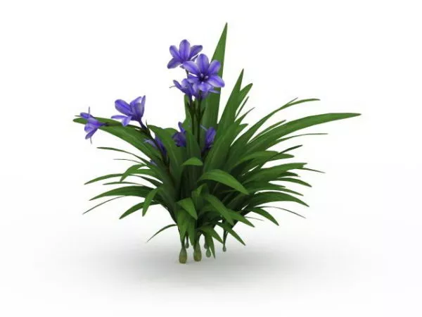 Pink Lily Flower 3d model
