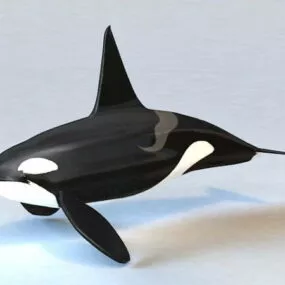 Killer Whale 3d model