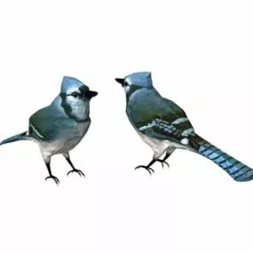 Animal Kingfisher Bird 3d model