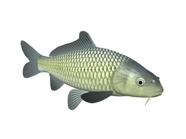 Koi Fish Animal 3d model Koi Fish Animal 3d model
