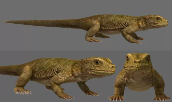 Komodo Dragon 3d model Komodo Dragon 3d model