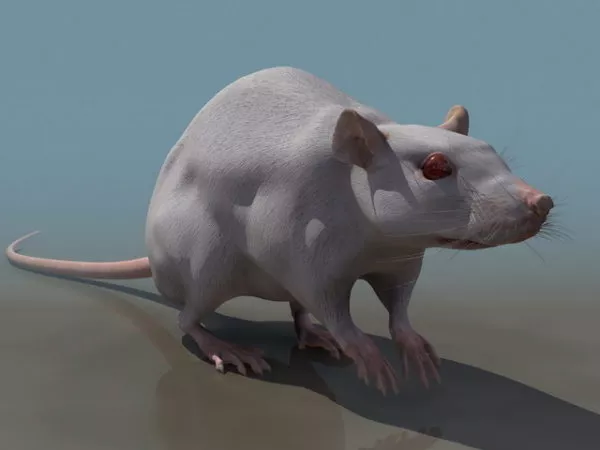 Cartoon Rat Character 3d model