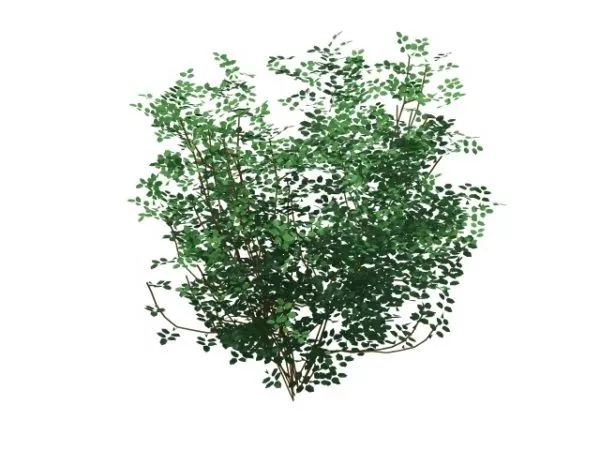 Laburnum Alpinum Tree 3d model Laburnum Alpinum Tree 3d model