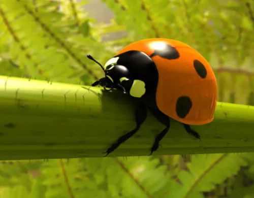 Ladybird Beetle 3d model Ladybird Beetle 3d model
