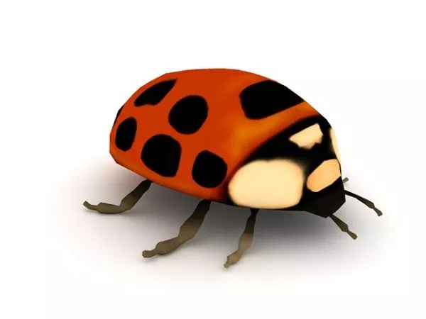 Ladybird Beetle Animal 3d model Ladybird Beetle Animal 3d model