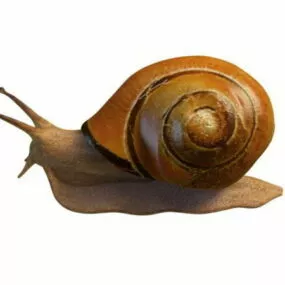 Land Snail Animal 3d model