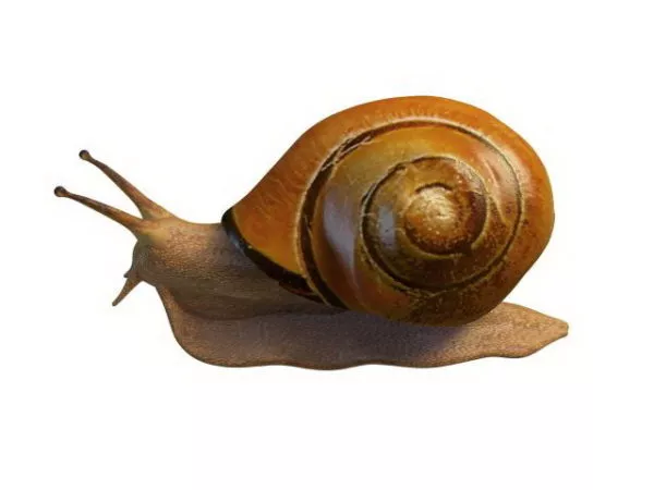 Snail Robot 3d model