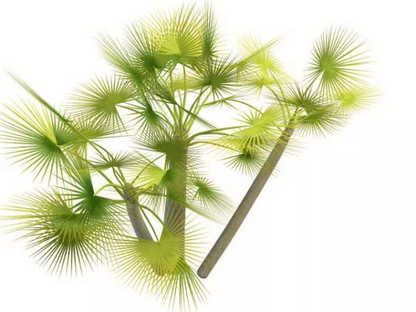 Palm Tree Low Plant 3d model