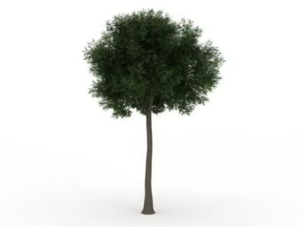 Pine Tree In Snow Landscape 3d model