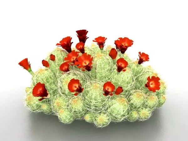 Landscaping Cactus With Red Flower 3d model Landscaping Cactus With Red Flower 3d model