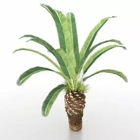 Landscaping Coconut Tree 3d model