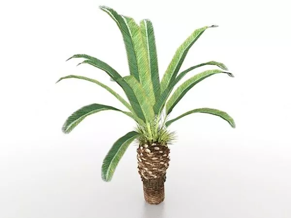 Coconut Half Fruit 3d model