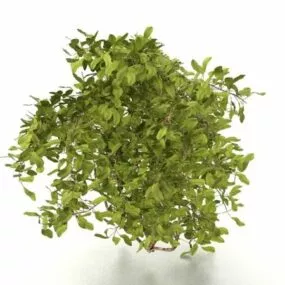 Landscaping Shrubs Plant 3d model