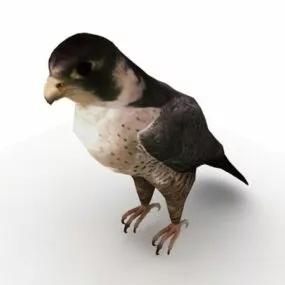 Lanner Falcon Bird 3d model