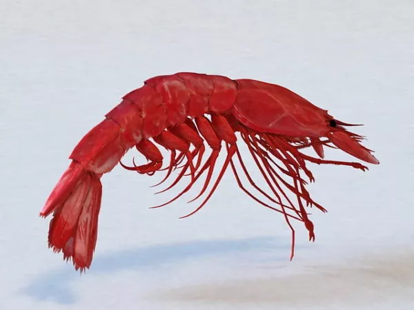 Large Prawn 3d model Large Prawn 3d model