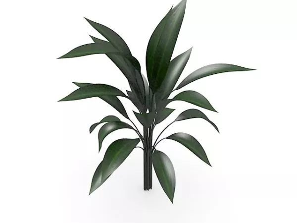 Large Broad Leaf Plant 3d model Large Broad Leaf Plant 3d model