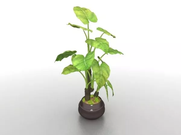 Large Potted Plants 3d model Large Potted Plants 3d model