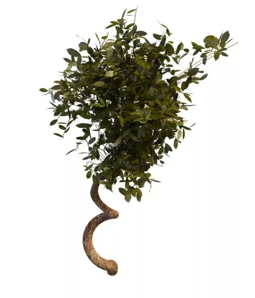 Large Vine With Leaves 3d model Large Vine With Leaves 3d model